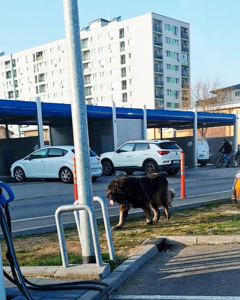 Doi ciobănești caucazieni, capturați lângă bulevardul Iuliu Maniu din Sectorul 6 18829543