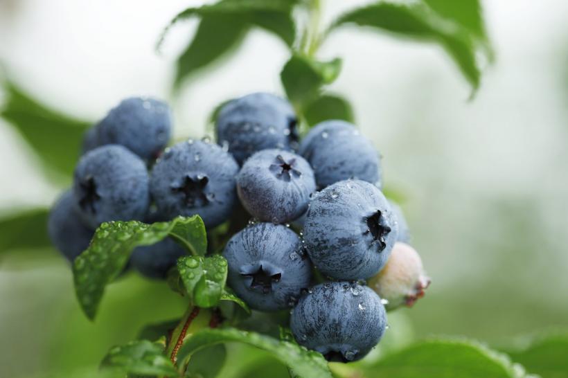 Care este cel mai sănătos fruct, bogat în antioxidanți și cu beneficii cognitive și cardiovasculare?