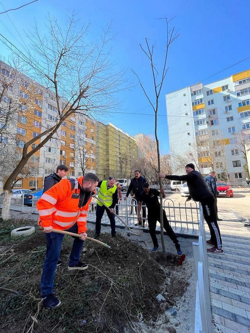 În Sectorul 5 vor fi plantaţi 20.000 de tei, platani şi stejari 18829769
