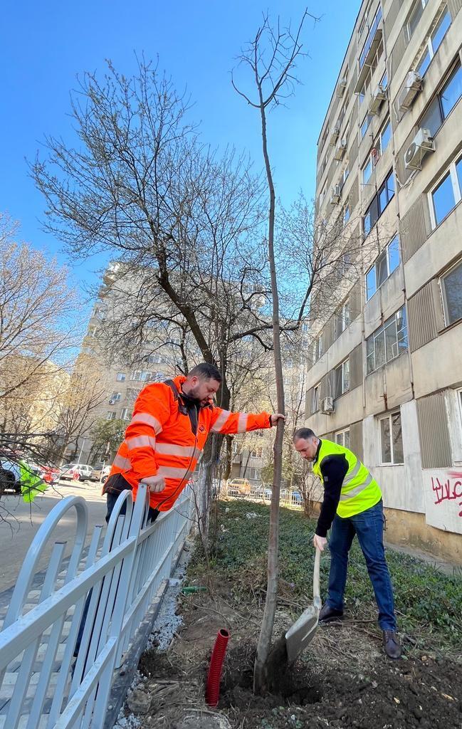 20.000 de tei, platani și stejari vor fi plantați în Sectorul 5 18829869