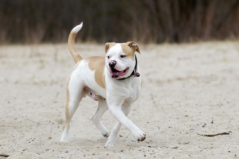 Propunere: 5.000 de lei amendă pentru cei care își plimbă câinii fără lesă și botniță
