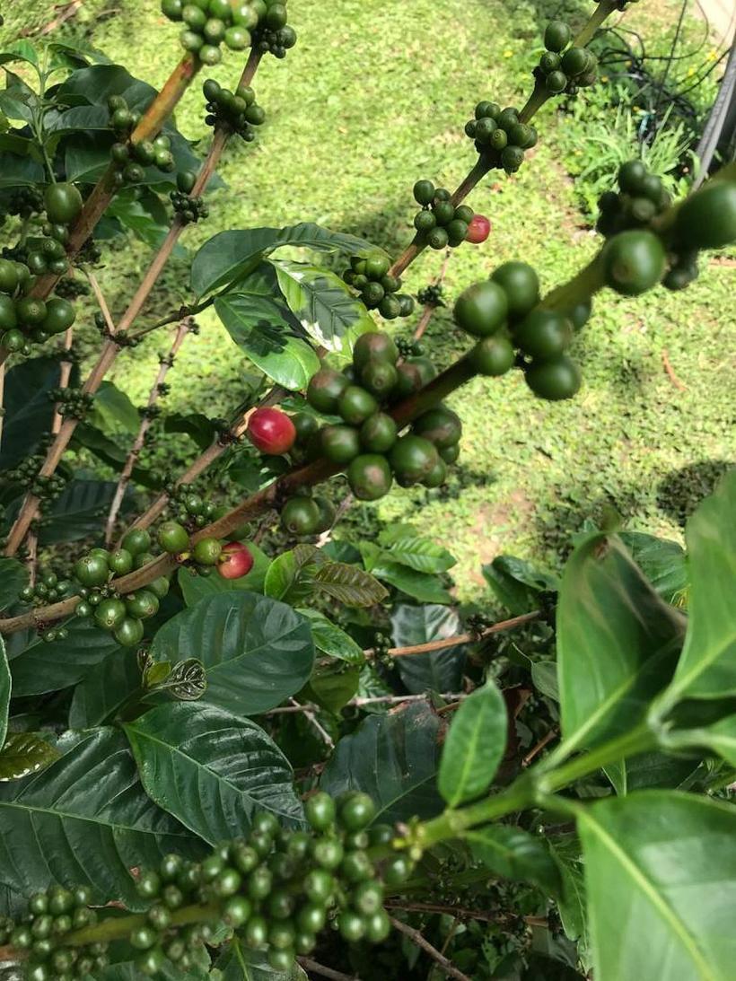 O cafea bună o cere pe a doua. De ce nu?, poate și pe a treia 18830144