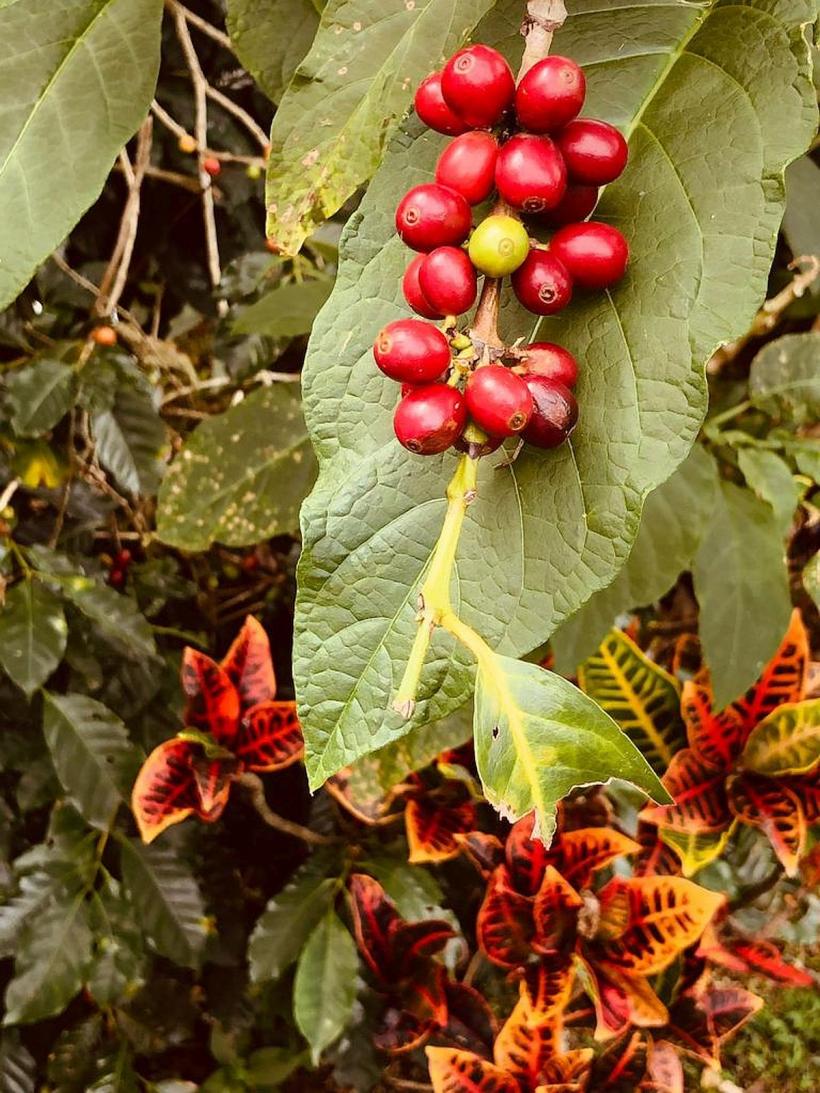 O cafea bună o cere pe a doua. De ce nu?, poate și pe a treia 18830146