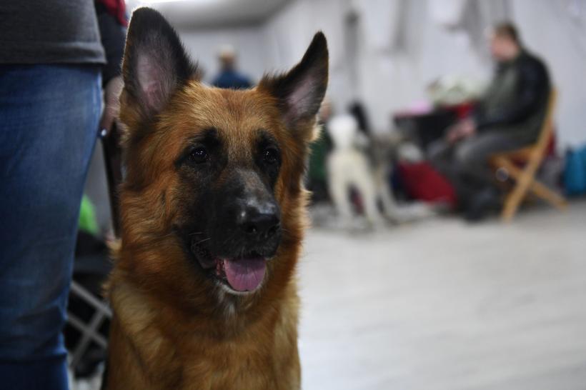 Cel mai îndrăgit câine din SUA. Labradorul retriever a fost detronat după trei decenii în top 18830335