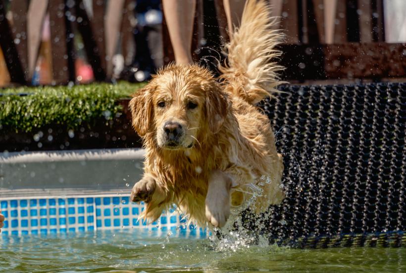 Cel mai îndrăgit câine din SUA. Labradorul retriever a fost detronat după trei decenii în top 18830336