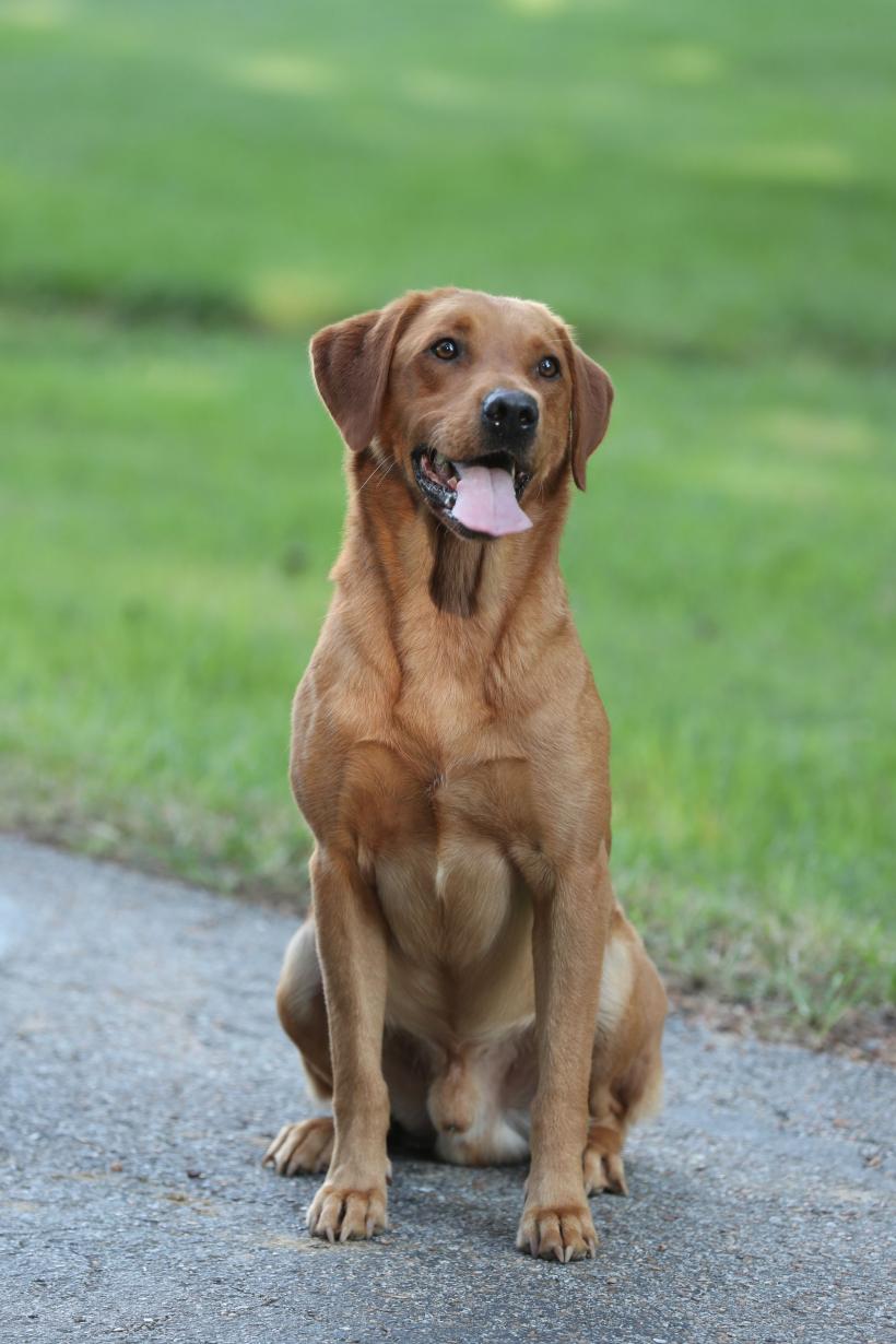 Cel mai îndrăgit câine din SUA. Labradorul retriever a fost detronat după trei decenii în top 18830337