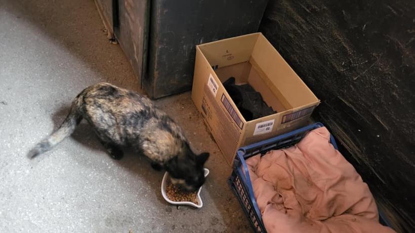 Eveniment inedit la ISU Dobrogea. Ce au găsit pompierii într-un garaj 18831197