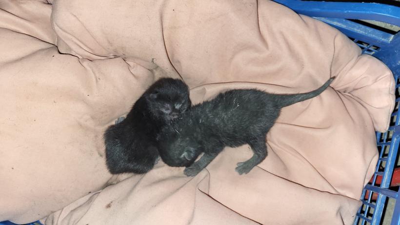 Eveniment inedit la ISU Dobrogea. Ce au găsit pompierii într-un garaj 18831198