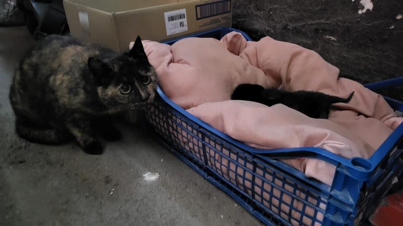 Eveniment inedit la ISU Dobrogea. Ce au găsit pompierii într-un garaj 18831199