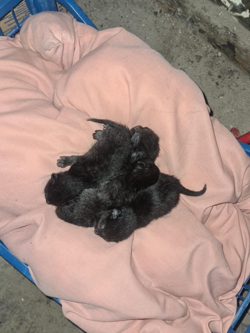 Eveniment inedit la ISU Dobrogea. Ce au găsit pompierii într-un garaj 18831200