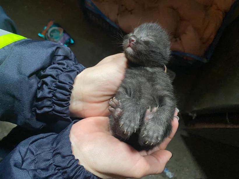 Eveniment inedit la ISU Dobrogea. Ce au găsit pompierii într-un garaj 18831201