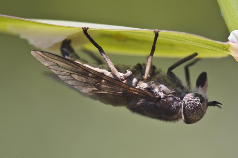 Muştele simt substanţele alcaline prin intermediul unui receptor gustativ recent identificat
