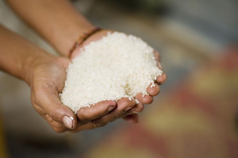 Seceta obligă producătorii să renunțe la plantațiile de orez. Cea mai mică suprafață din ultimii 23 de ani
