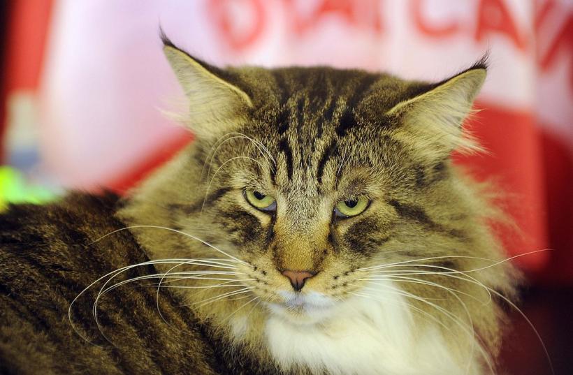 SofistiCAT în weekend, la Sala Palatului 18831543