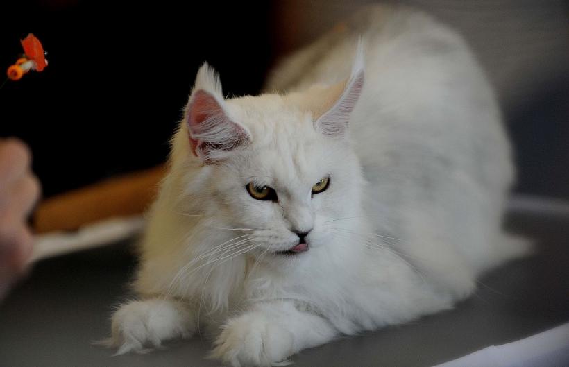 SofistiCAT în weekend, la Sala Palatului 18831544