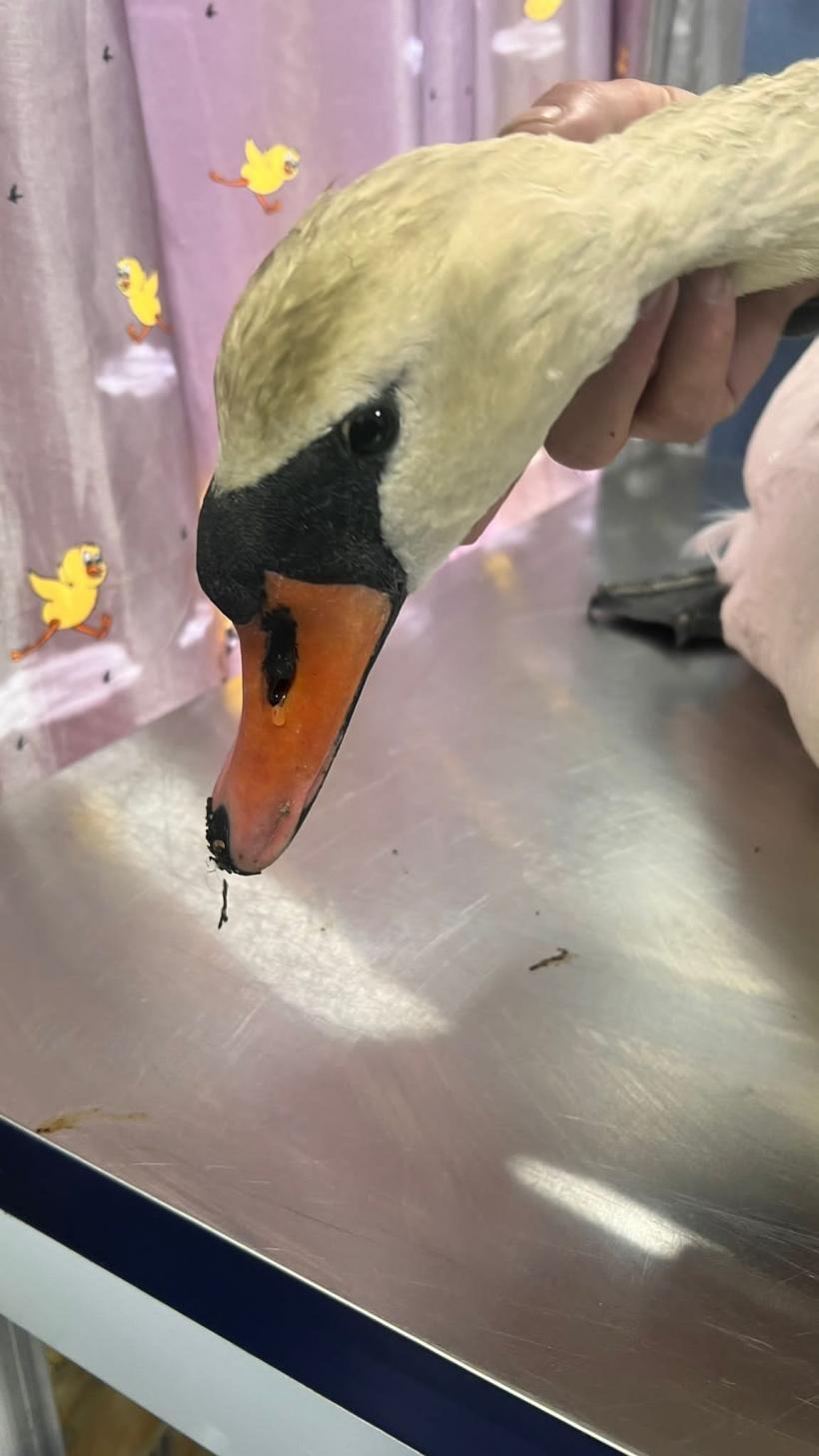 Cruzime la Târgu Jiu. Atac cu pietre asupra păsării simbol a orașului: "Rușine derbedeilor, sper să plătiți!" 18832590