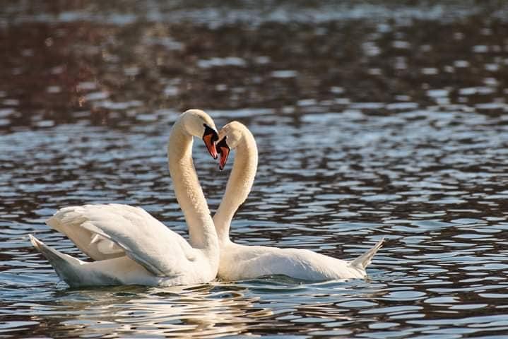Cruzime la Târgu Jiu. Atac cu pietre asupra păsării simbol a orașului: "Rușine derbedeilor, sper să plătiți!" 18832591