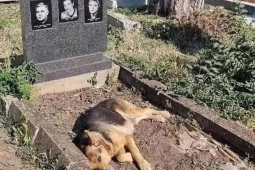 Povestea emoționantă a unui câine care vine zilnic la mormântul foștilor stăpâni: &quot;Există ceva în lume numit iubire adevărată, profundă, dezinteresată&quot; 