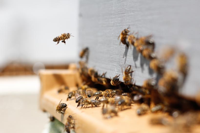 Alertă alimentară: cumperi miere, mănânci sirop de orez 18833021