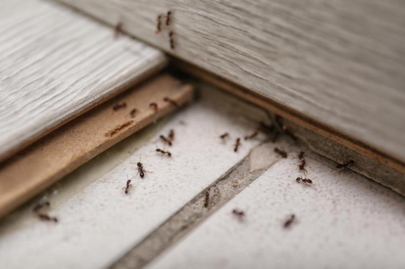 Cum scăpăm de furnicile din casă: Metode simple, eficiente și naturale