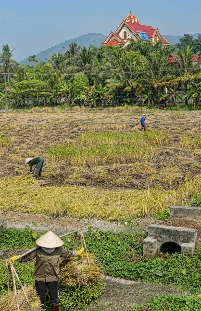 Lucrătorii filipinezi sunt căutați în agricultură. Cât câștigă în fiecare lună