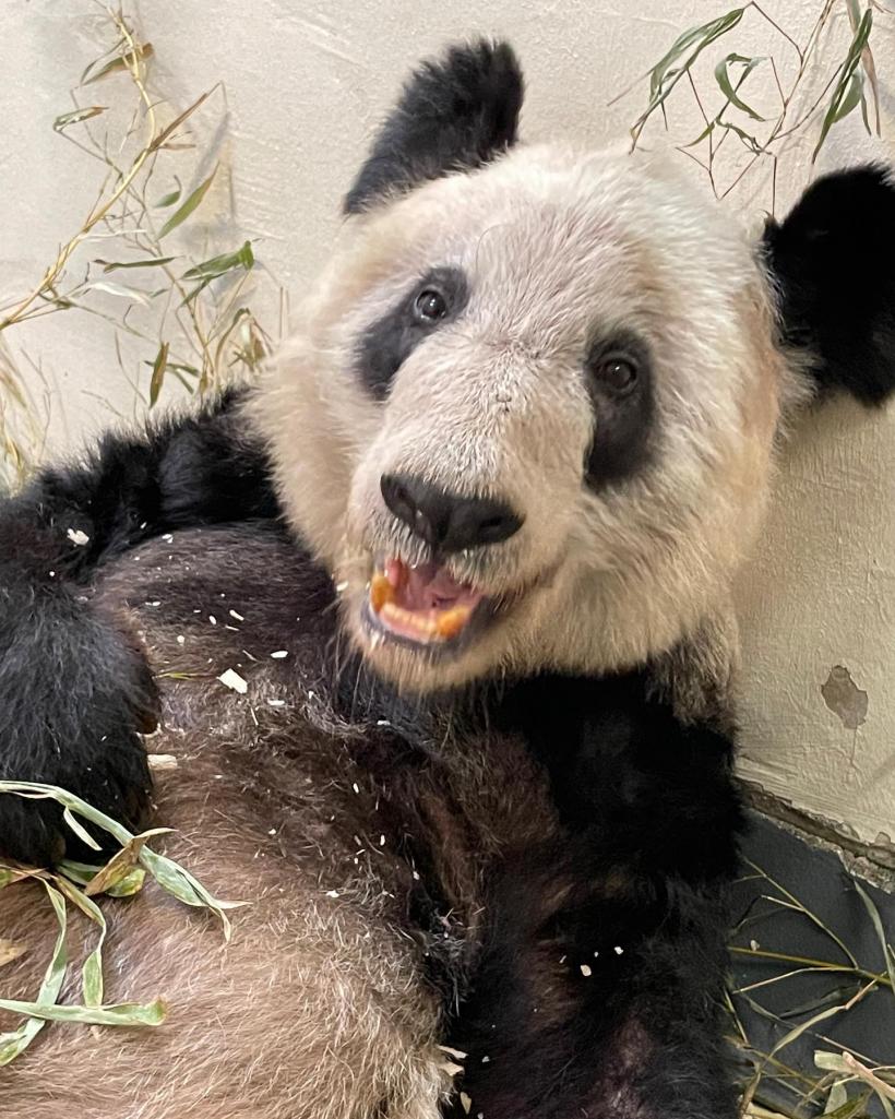 Un urs panda gigant se va întoarce în China după ce a stat 20 de ani în SUA