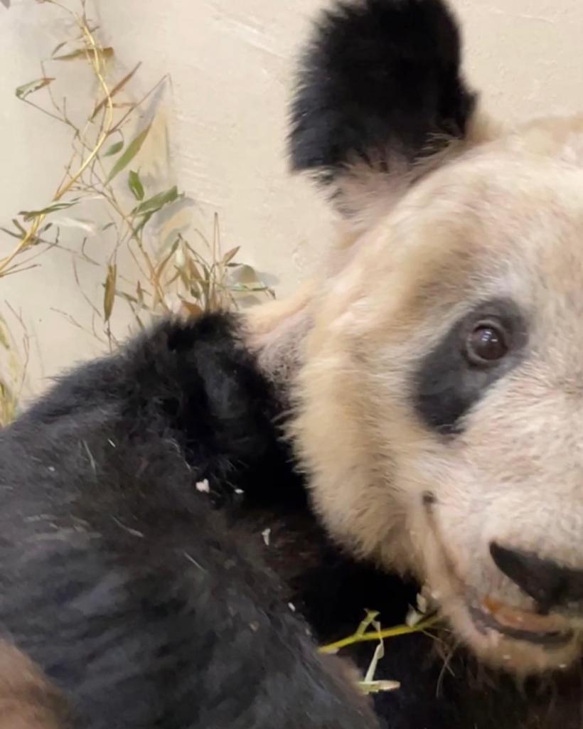 Un urs panda gigant se va întoarce în China după ce a stat 20 de ani în SUA 18833710