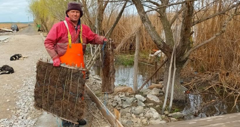 Complexul lagunar Razim-Sinoe este repopulat cu icre de șalău 18834176