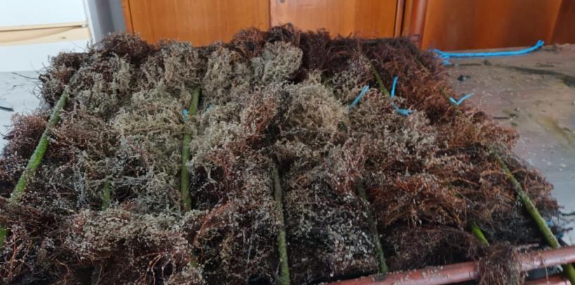 Complexul lagunar Razim-Sinoe este repopulat cu icre de șalău 18834177