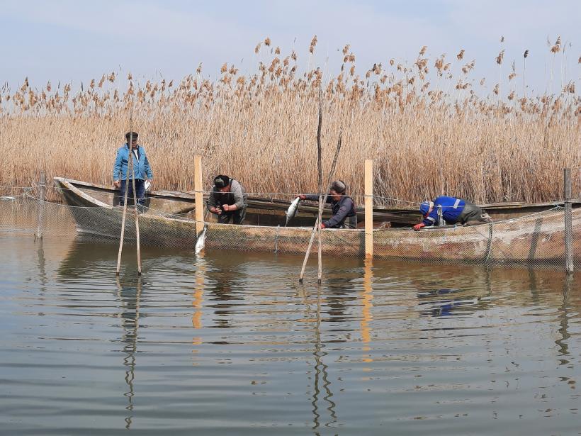 Complexul lagunar Razim-Sinoe este repopulat cu icre de șalău 18834178