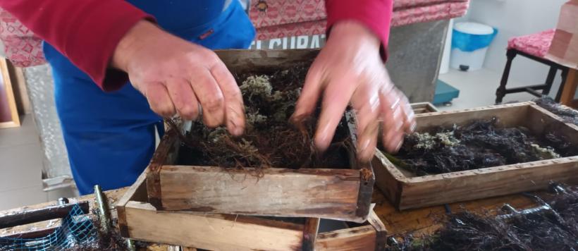 Complexul lagunar Razim-Sinoe este repopulat cu icre de șalău 18834179