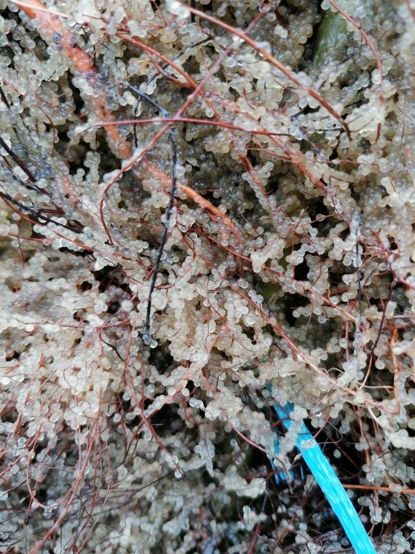 Complexul lagunar Razim-Sinoe este repopulat cu icre de șalău 18834180