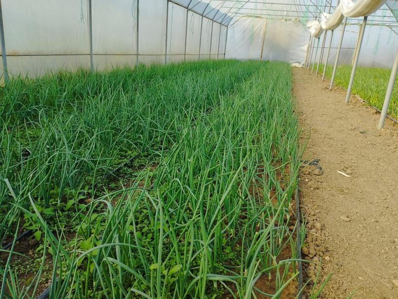 Pătrunjelul bio sau ecologic, între minciună şi certificare 18834314