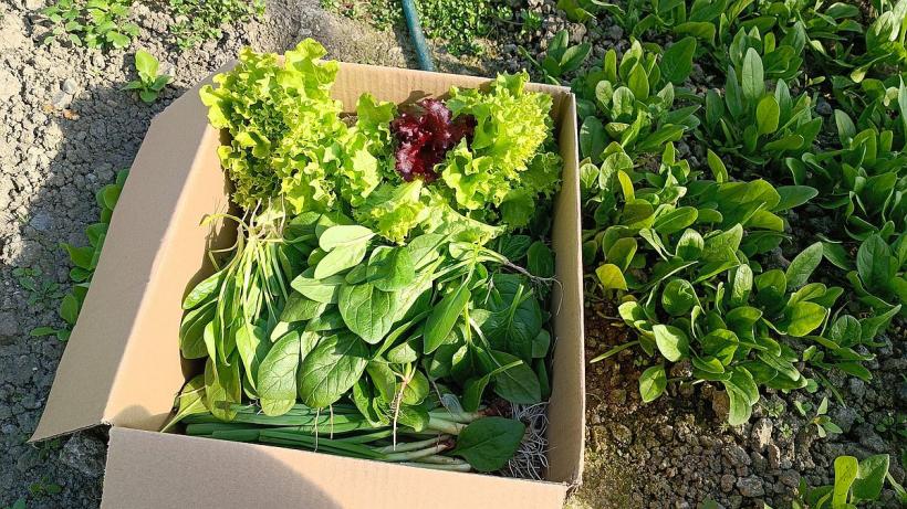 Pătrunjelul bio sau ecologic, între minciună şi certificare 18834315