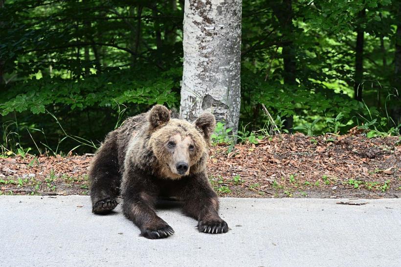 Alertă! Urs văzut pe o stradă din Bicaz