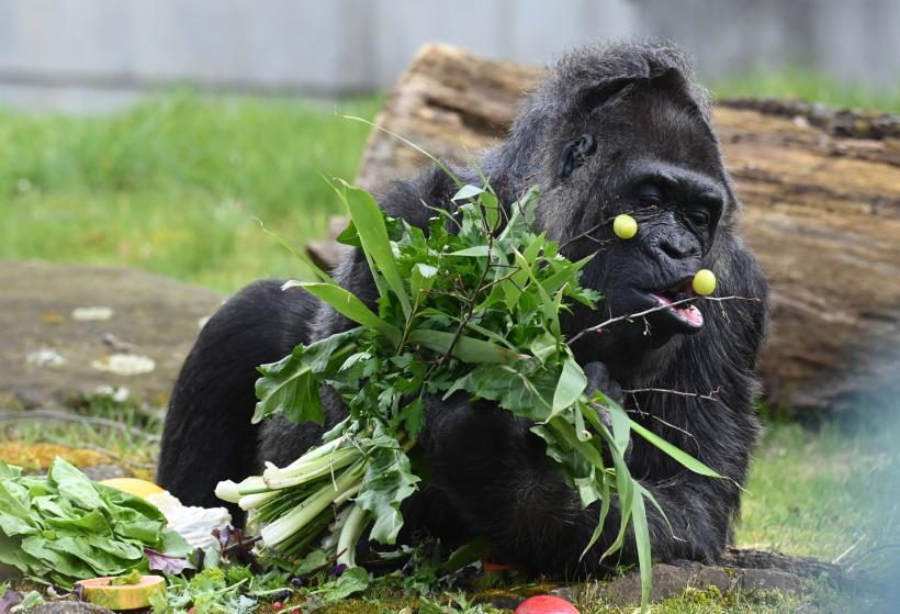 Fatou, cea mai bătrână gorilă din lume aflată în captivitate și-a sărbătorit cea de-a 66-a aniversare