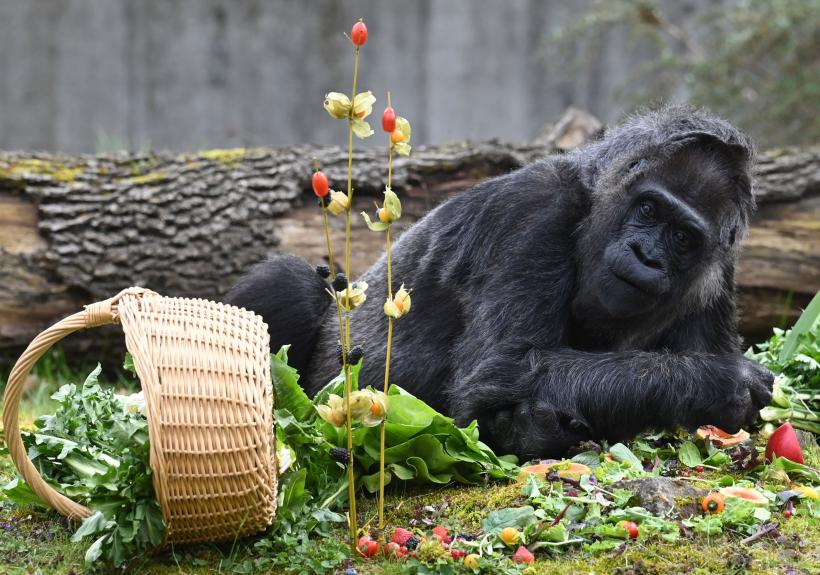 Fatou, cea mai bătrână gorilă din lume aflată în captivitate și-a sărbătorit cea de-a 66-a aniversare 18834569