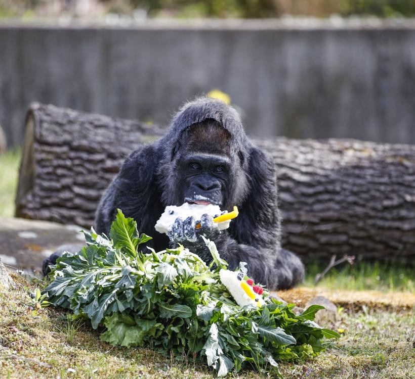 Fatou, cea mai bătrână gorilă din lume aflată în captivitate și-a sărbătorit cea de-a 66-a aniversare 18834570