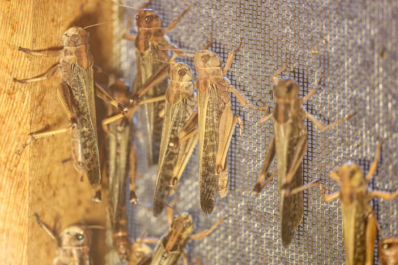 Amenzi mari pentru cei care vând produse din materii prime românești, dar nu le semnalizează cu tricolorul 18835031