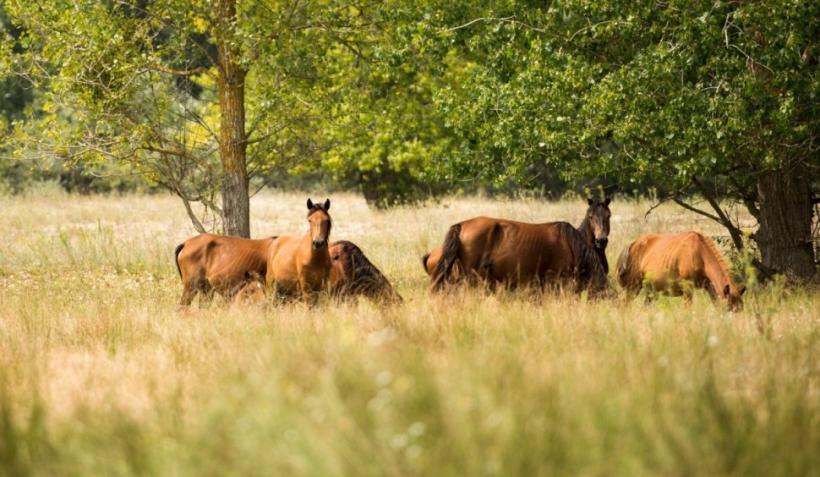 Măsură incredibilă la Tulcea. Autoritățile vor să pună microcipuri cailor sălbatici din Delta Dunării. Samsarii ar putea fi viitori proprietari