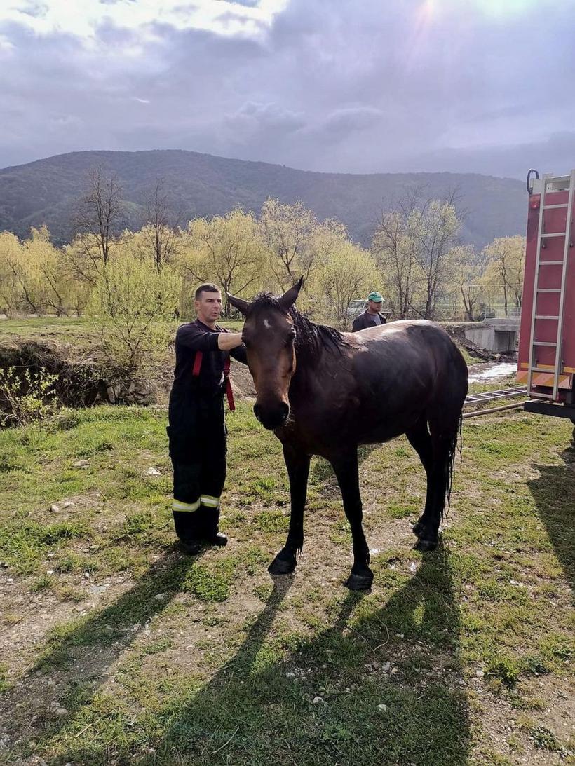 Misiune dificilă: Pompierii au salvat un cal care a căzut într-un lac aflat la marginea localităţii Orlat