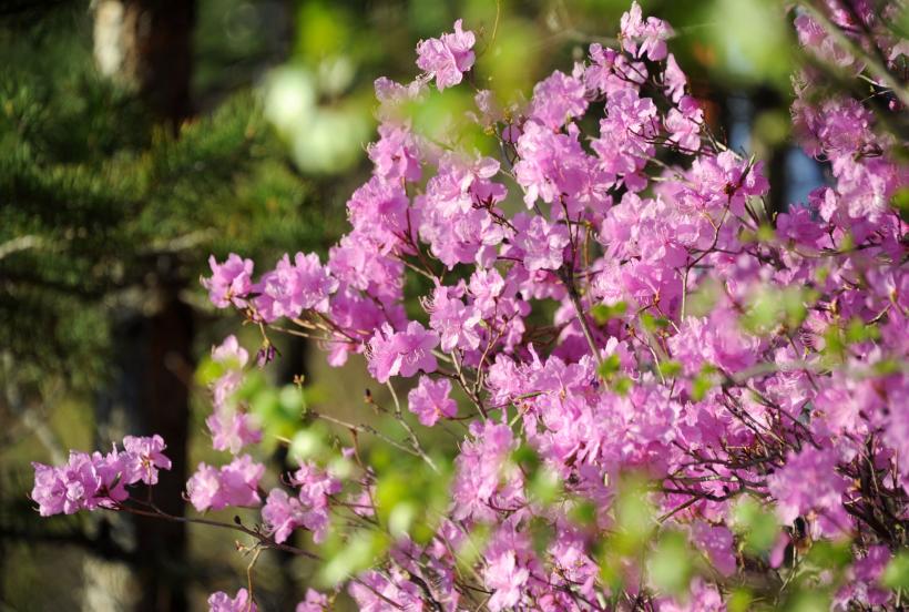 7 plante care țin țânțarii la distanță de casa și grădina ta