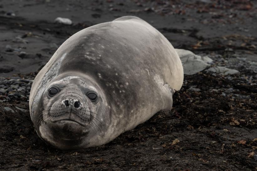 Topirea extremă a ghețarilor a dublat creșterea nivelului global al mării: state și orașe amenințate cu dispariția 18835792