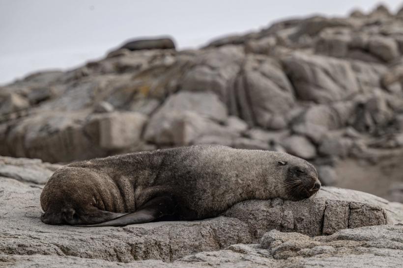 Topirea extremă a ghețarilor a dublat creșterea nivelului global al mării: state și orașe amenințate cu dispariția 18835794