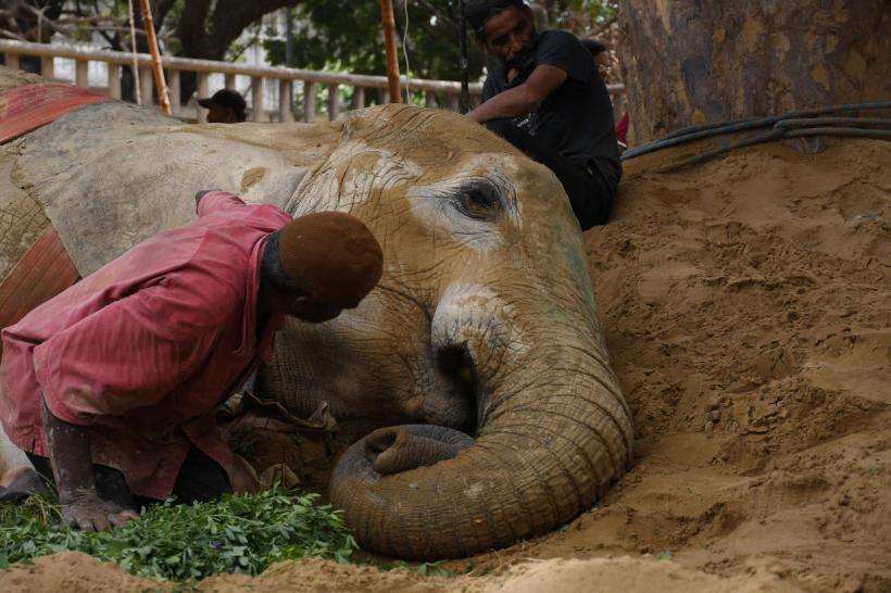Un elefant a murit la grădina zoologică din Pakistan la doar 17 ani 18835907