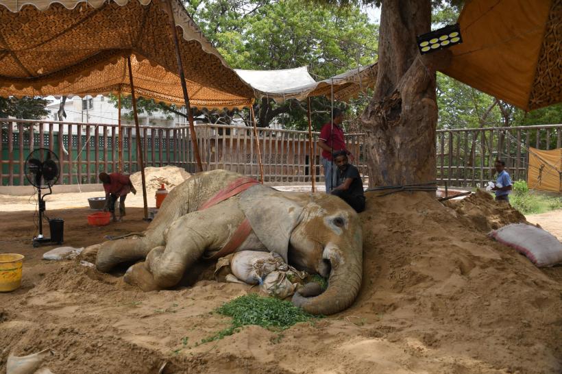 Un elefant a murit la grădina zoologică din Pakistan la doar 17 ani 18835908