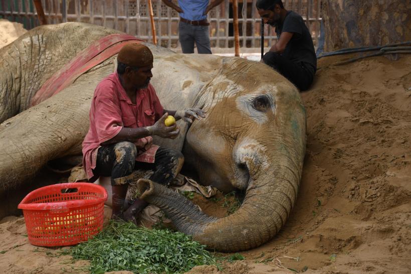 Un elefant a murit la grădina zoologică din Pakistan la doar 17 ani 18835909