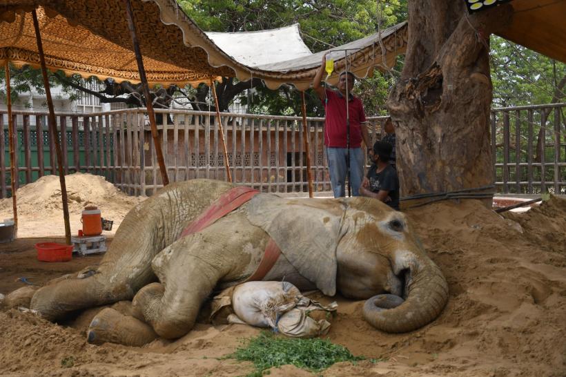 Un elefant a murit la grădina zoologică din Pakistan la doar 17 ani 18835911
