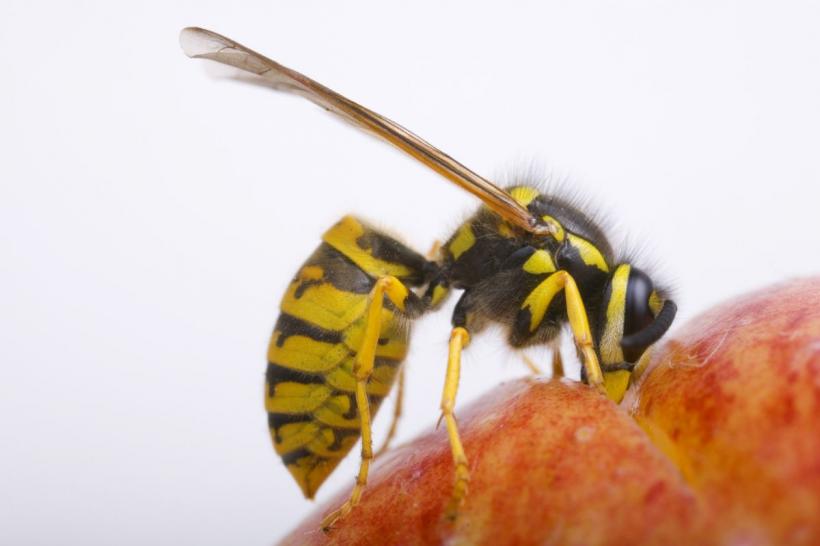 5 plante care vor ține viespile departe de curtea ta
