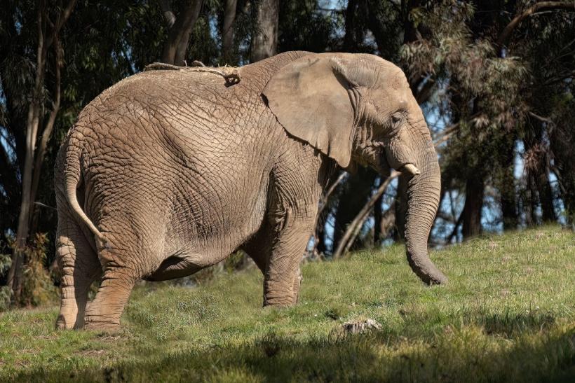Scapă cine poate! Elefant care a ucis mai mulți oameni, mutat într-o rezervație de tigri 18837179